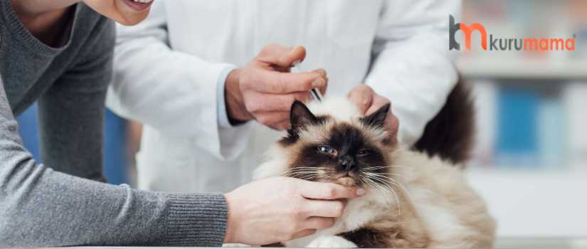 kedilere yaptırılması gereken aşılar