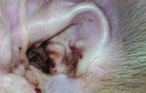 kedilerde iç kulak iltihabı