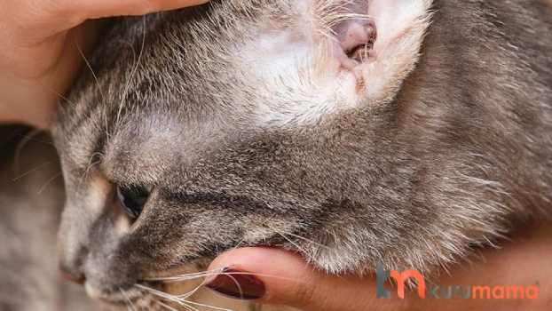 Kedilerde Kulak Uyuzu Nedir Nasil Tedavi Edilir Evcil Hayvan Blogu