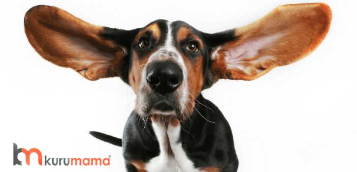 köpeklerde kulak bakımı