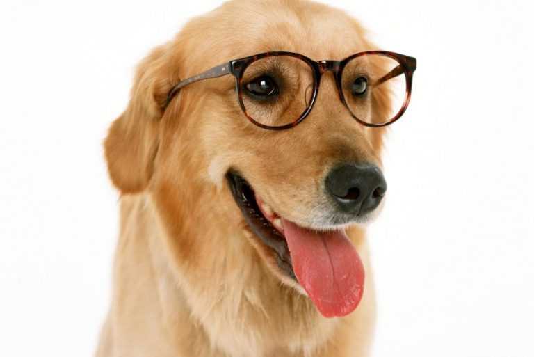 Köpek Kokusu Sorunu Yaşayanlar İçin 10 Altın Tavsiye Evcil Hayvan Bloğu