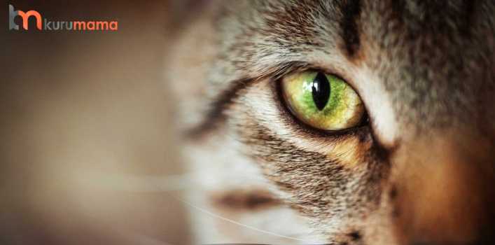 kedilerde göz bakımı