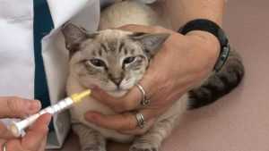 kedilerde ilaç kullanımı