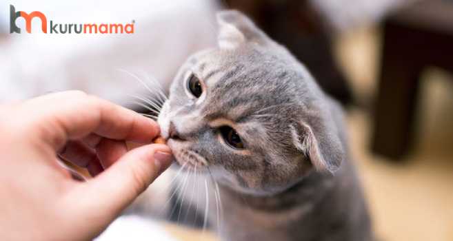 Kedilere İlaç Nasıl İçirilir? | Evcil Hayvan Bloğu