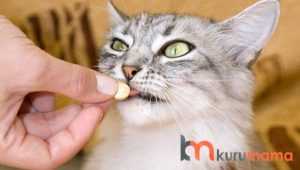 kedilere ilaç içirmek