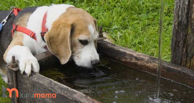 köpekler soğuk su içebilir mi