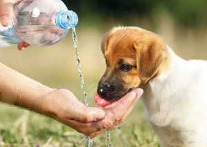 köpeklerin su içmesi