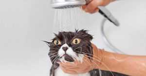 kediler nasıl yıkanır