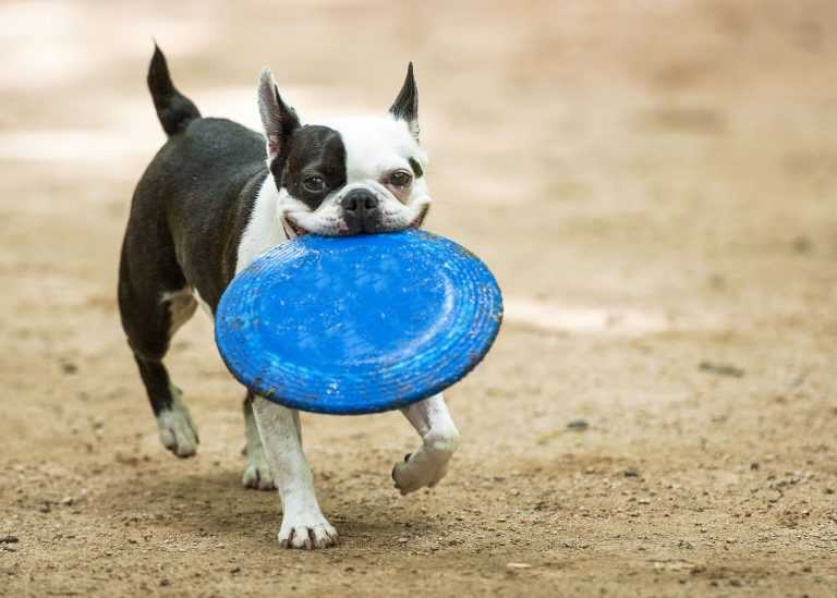 Köpek Oyuncakları Nasıl Seçilir? Köpeklerin En Sevdiği Oyuncaklar