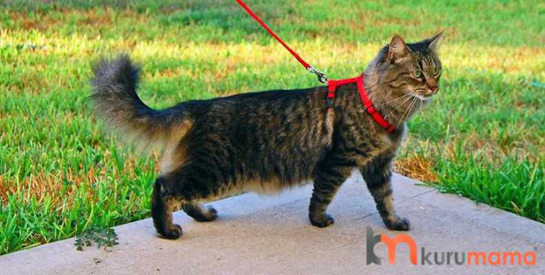 kedi tasmalari nasil secilmeli kullanisli kedi tasmasi modelleri evcil hayvan blogu