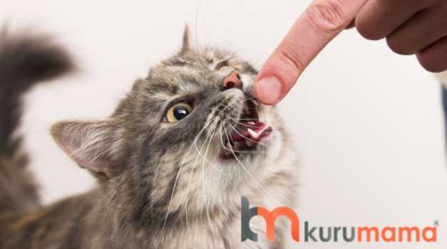 Kedi Egitimi Nasil Verilir Isinizi Kolaylastiracak En Iyi Kedi Egitim Urunleri Evcil Hayvan Blogu