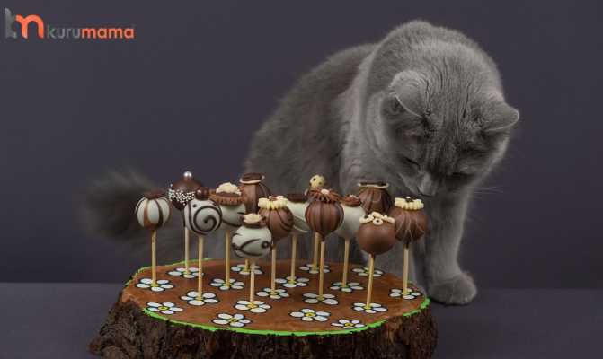 kediler cikolata yiyebilir mi kedilerde cikolata zehirlenmesi evcil hayvan blogu