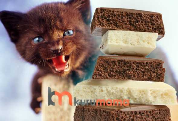 kediler cikolata yiyebilir mi kedilerde cikolata zehirlenmesi evcil hayvan blogu