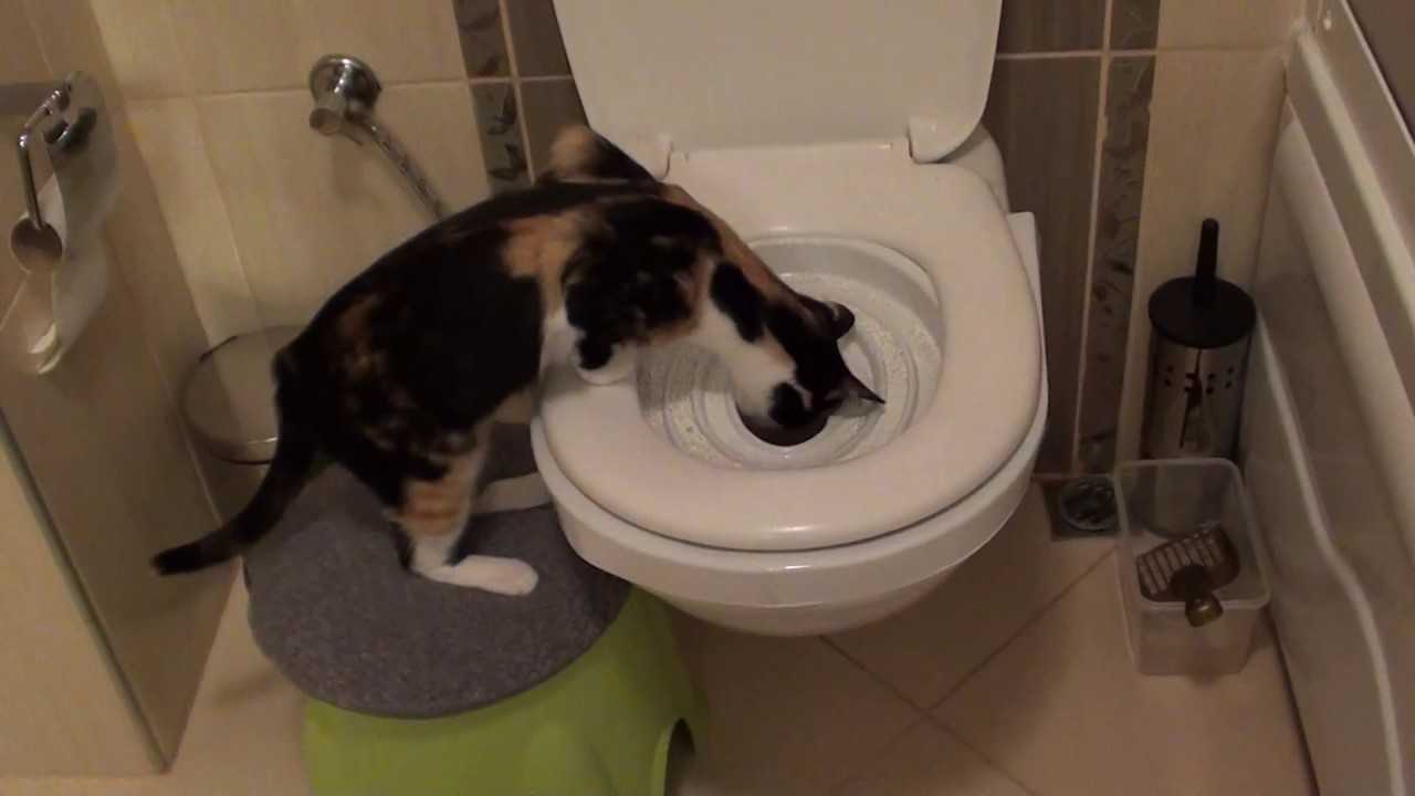 Kediler Klozete Tuvaletini Yapabilir Mi Kedilere Klozet Egitimi Nasil Verilir Evcil Hayvan Blogu