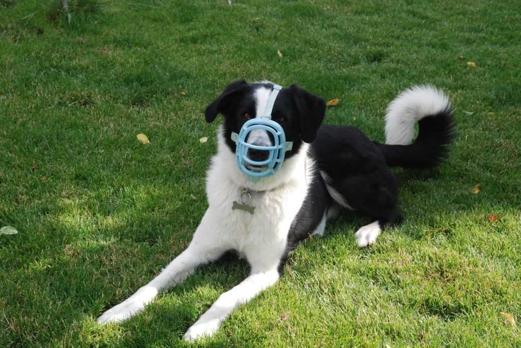 Köpek Ağızlığı Nasıl Kullanılır? Köpek Ağızlığı Nasıl Seçilir? Evcil