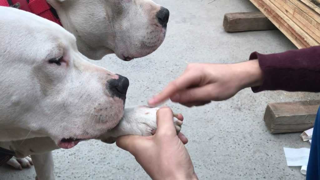 Köpeklerin Yaraları Nasıl Tedavi Edilir? Evcil Hayvan Bloğu