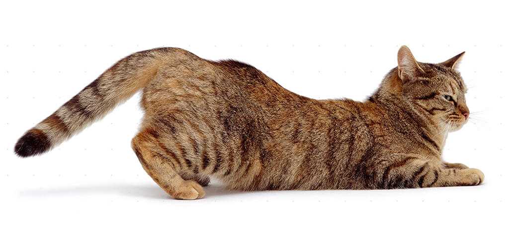 kizginlik donemindeki kedileri sakinlestirmek icin 4 etkili yontem evcil hayvan blogu