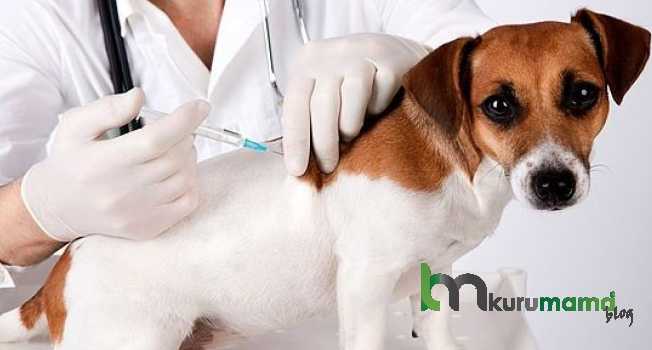 Köpek aşıları hakkında bilinmesi gerekenler