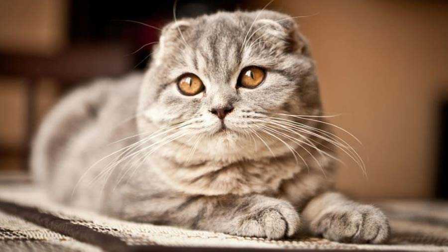 Scottish Fold Kedi Cinsi Bakımı, Kişiliği ve Özellikleri Evcil