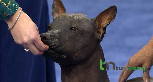 Arjantinli Pila Köpeği ve Özellikleri