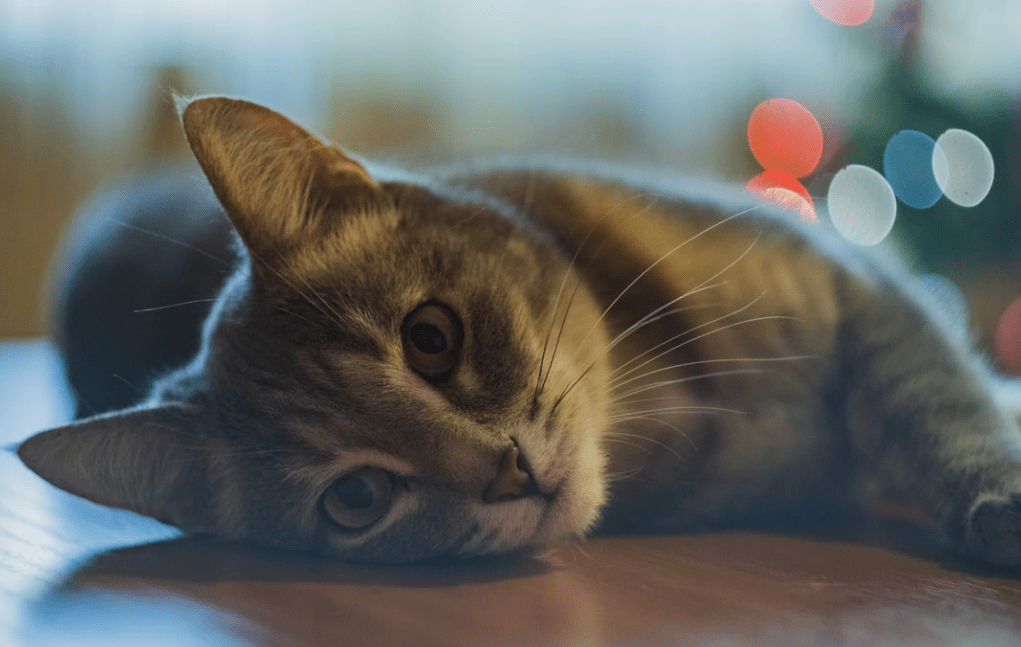 Kediler Neden Kusar? Kedi Kusmasının 10 Nedeni Evcil Hayvan Bloğu