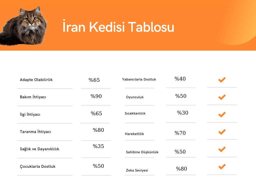 İran kedisi özellikleri