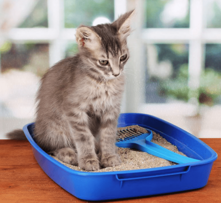 Kediler Neden Kusar? Kedi Kusmasının 10 Nedeni Evcil Hayvan Bloğu
