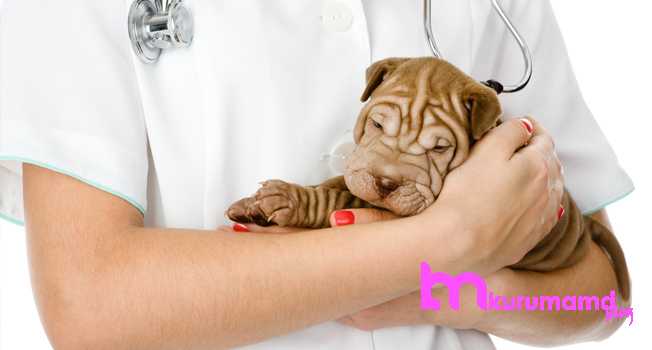 Yavru köpek aşısı