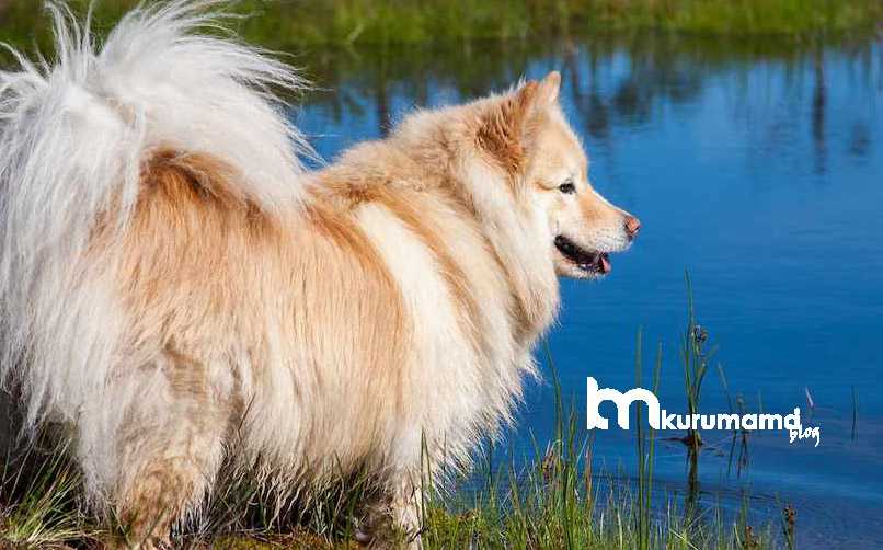 Lapphund Cinsi Hakkında Bilinmesi Gerekenler ve Köpek Kimlik Kartı
