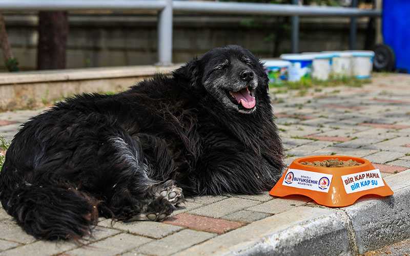 Newfundland Köpeği Beslenme ve Mama Önerisi