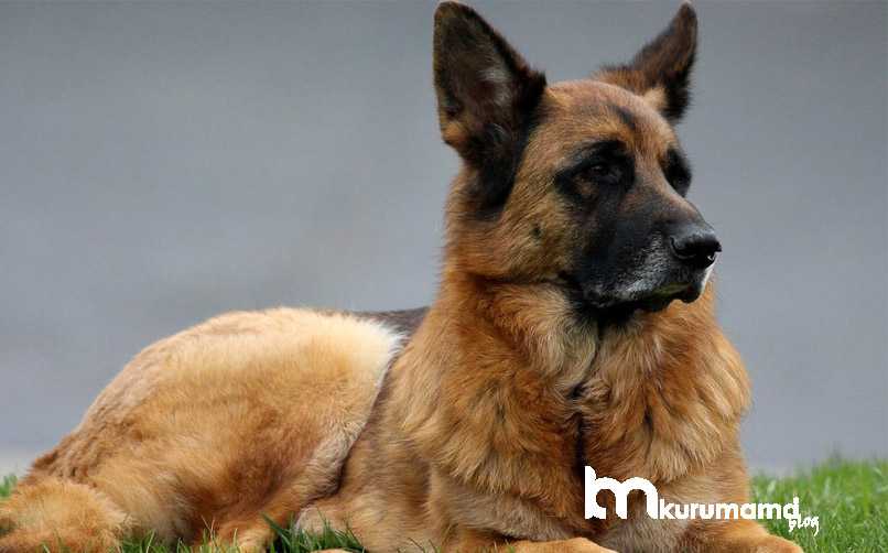Alman Kurdu Köpeği Genel Özellikleri