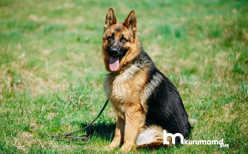 Alman Kurdu Köpeği Kişilik ve Karakter Özelliği