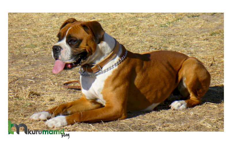 Boxer Köpeği karakter özellikleri
