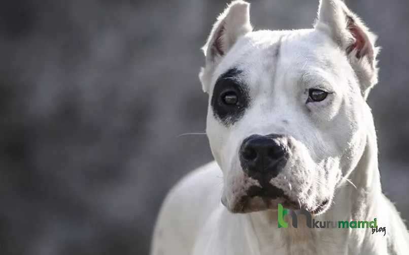 Dogo Arjentin Köpeği Hakkında Merak Edilenler 