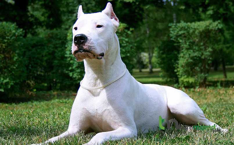 Dogo Arjentin (Dogo Argentino) Köpeğinin Karakter Özellikleri