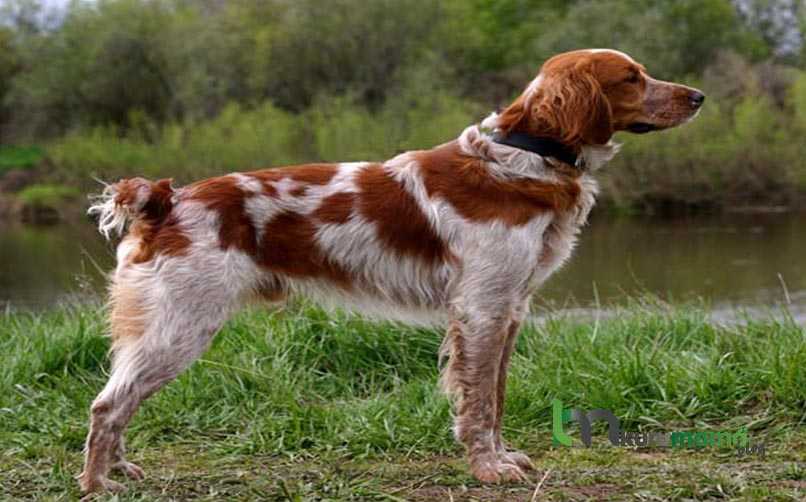 İngiliz Springer Spaniel Köpeğinin Kökeni ve Tarihi