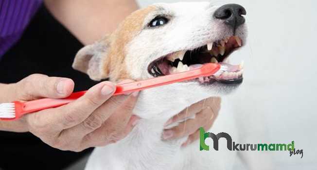 Köpeklerin Dişlerini Fırçalamak Neden Önemlidir