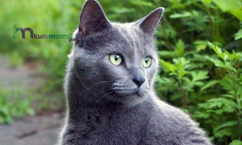 Mavi Rus Russian Blue Kedisi Hakkinda Bilinmesi Gereken Her Sey Bakim Tavsiyeleri Evcil Hayvan Blogu