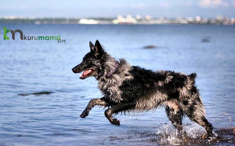 köpek yılda kaç kez doğurur