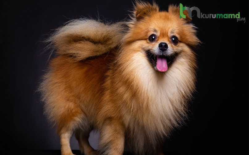 Pomeranian (Boo) Köpeği Özellikleri, Bakımı ve Beslenmesi Evcil