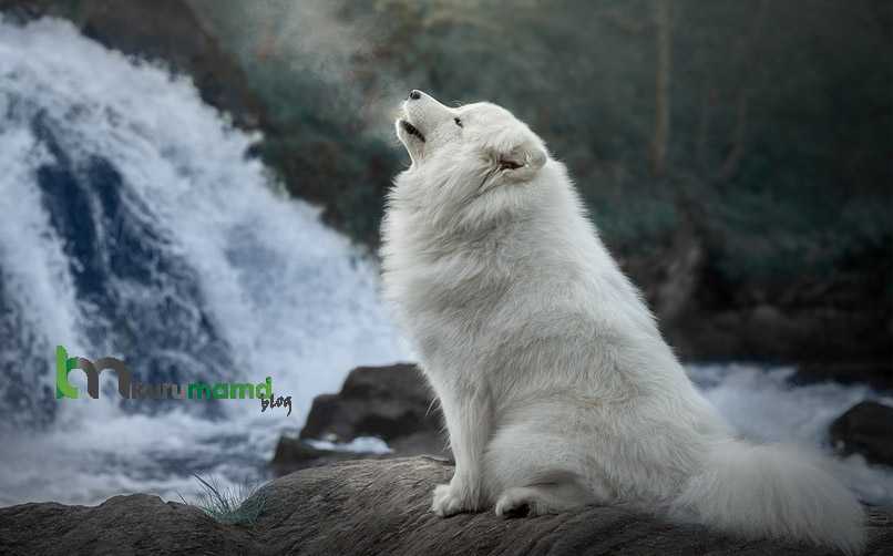 Samoyed Cinsi Köpek Karakter Tablosu ve Hakkında Bilinmesi Gerekenler