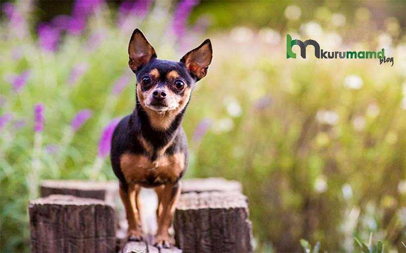 Chihuahua Sivava Bakimi Beslenmesi Ve Ozellikleri Dunyanin En Kucuk Kopek Cinsi Evcil Hayvan Blogu
