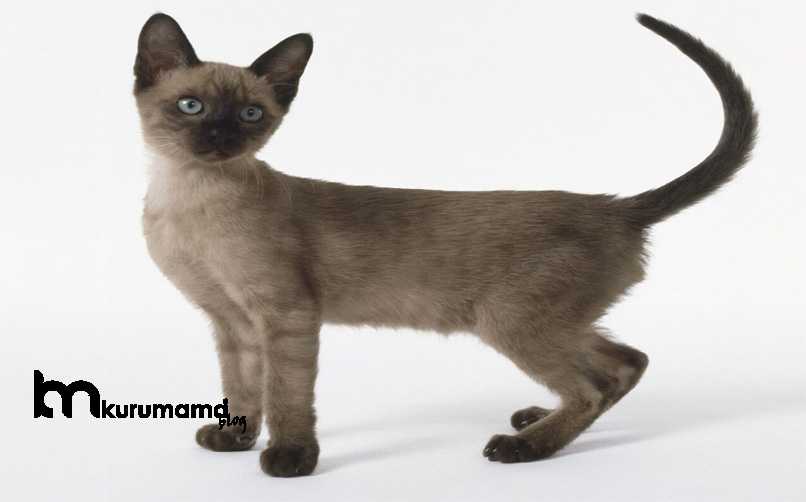 Tonkinese Kedisi Bakımı ve Genel Özellikleri Evcil Hayvan Bloğu