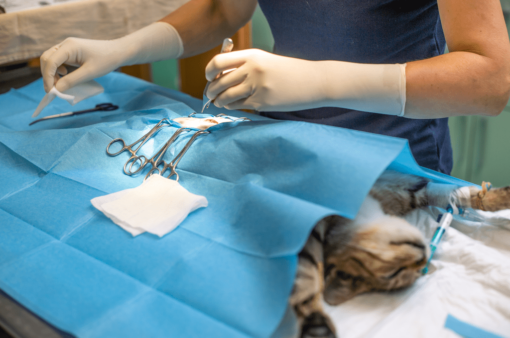 Kısır Kedi Ameliyatı