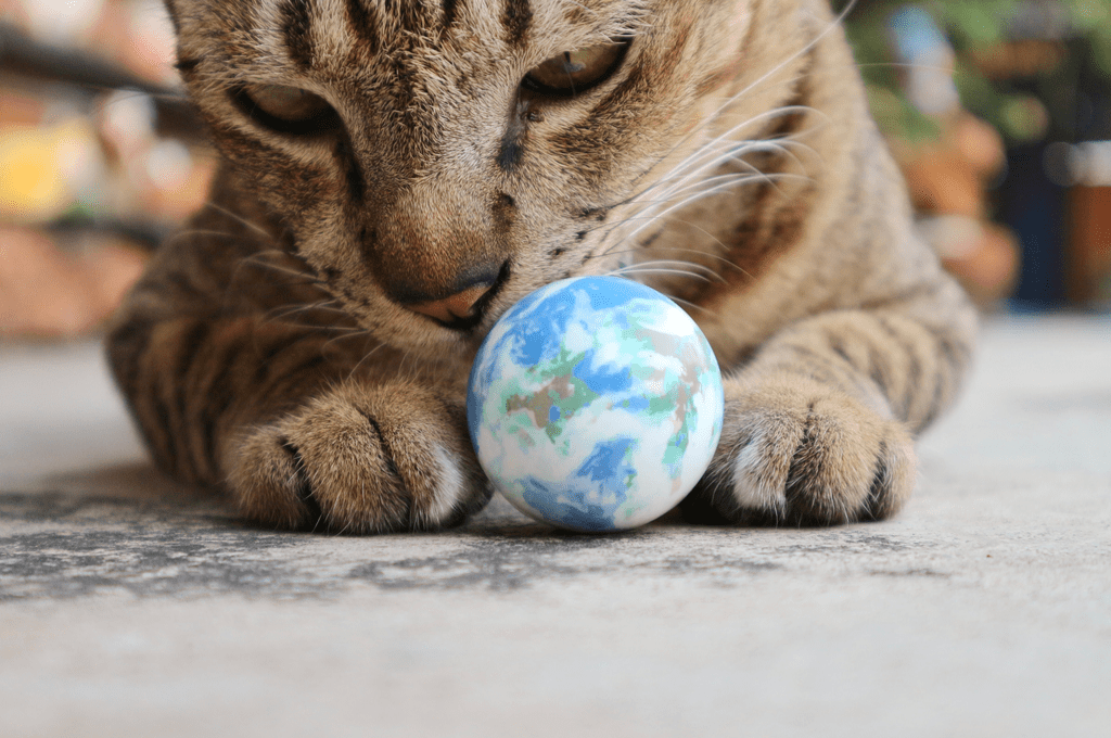 kedilerin dünyaya bakışı
