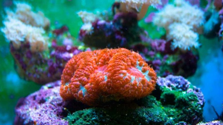 Mercan neyle beslenir, bakımı nasıl yapılır? Evcil Hayvan Bloğu